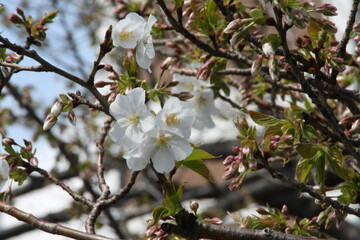 cherry blossom