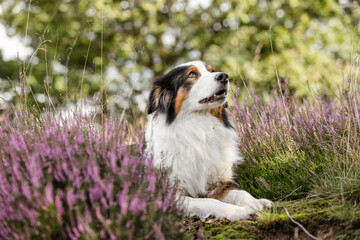 Obraz premium Australian Shepherd black-tri, Hund im Sommer beim Spaziergang in sommerlicher Umgebung, Freilauf ohne Leine
