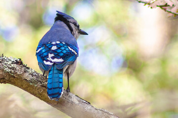 Blue Jay Bird Posterior Plumage With Square Blue Shiny Feathers