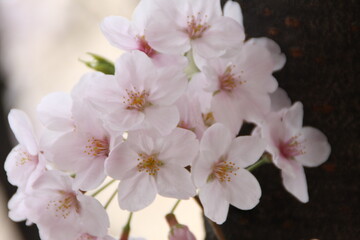 cherry blossom