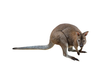 Macropus antilopinus kangaroo isolated on transparent background png file © Passakorn
