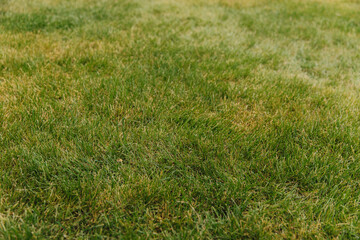 Long fresh green grass texture. background view of grass garden. Concept for green flooring.