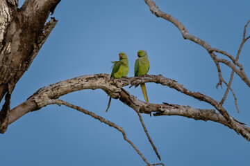 The rose-ringed parakeet (Psittacula krameri), known as the ring-necked parakeet, is a gregarious...
