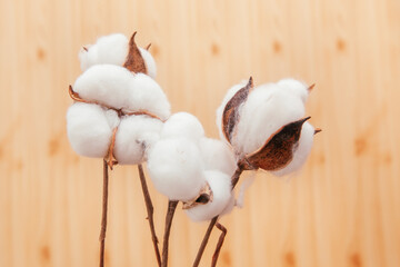 Bouquet of dry white cotton flowers, botanical card with blossom on wooden background