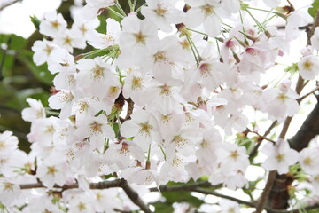 white cherry blossom