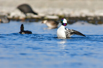 純白の羽と虹色に輝く顔がとても美しい、めったに見られない珍しいカモの仲間、ヒメハジロ