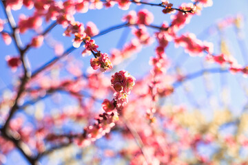 3月小春日和の可愛い枝垂れ梅の花