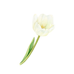 White tulip is painted in watercolor with leaves isolated on a white background.