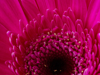 bright bouquet of colorful gerberas, gypsophila, alstroemeria, greenery, close-up with a blurred background as a natural background for the designer