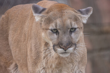 Cougar Portrait. Mountain Lion or Puma Concolor