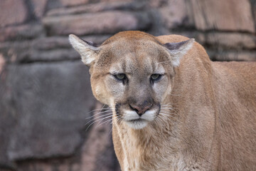Cougar Portrait. Mountain Lion or Puma Concolor Walking In A Rugged Canyon 