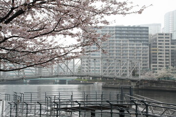 Obraz premium bridge over cherry blossom