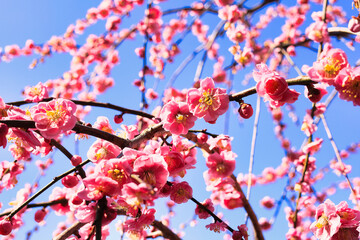 3月小春日和の可愛い枝垂れ梅の花