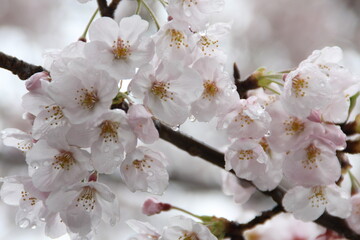 cherry blossom