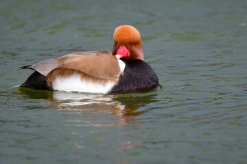 オレンジの頭、赤い嘴、黒い旨が目立つ珍しい冬の渡り鳥、アカハシハジロ
