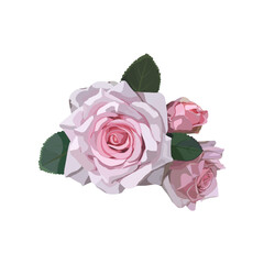 Blooming pink rose bouquet with green leaves on white background