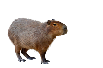 Capybara standing isolated on transparent background.	