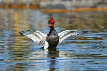 オレンジの頭、赤い嘴、黒い旨が目立つ珍しい冬の渡り鳥、アカハシハジロ