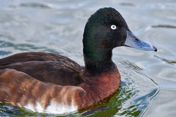 冬に見られる珍しい美しい渡り鳥、絶滅危惧種のアカハジロ