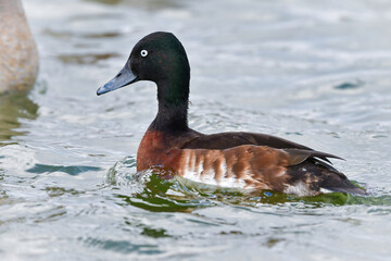 冬に見られる珍しい美しい渡り鳥、絶滅危惧種のアカハジロ