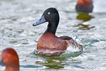 冬に見られる珍しい美しい渡り鳥、絶滅危惧種のアカハジロ