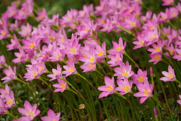 flowers in the garden