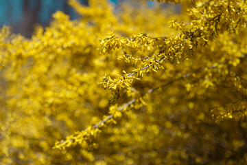 Fototapeta na wymiar Bright yellow blooming branches of forsythia in a garden on spring sunny april day with other blurred flowers in background, blossom of nature and new life in springtime, closeup horizontal wallpaper