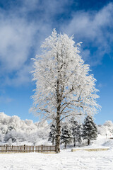Snow-covered tree in the forest, background