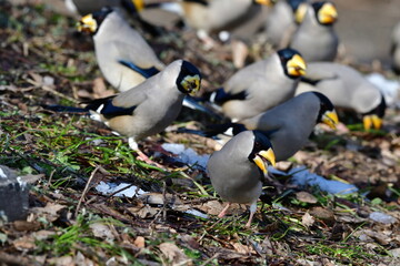 黄色い大きな嘴が目立つ渡り鳥で、冬に雑木林や公園で見られる身近なイカル