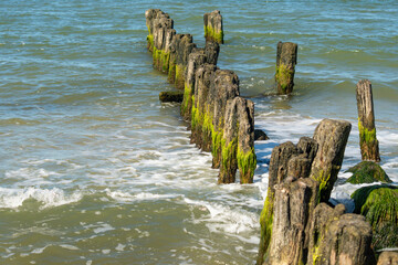Wooden breakwaters sticking out of the water. A line of algae-covered old wooden poles in the water.