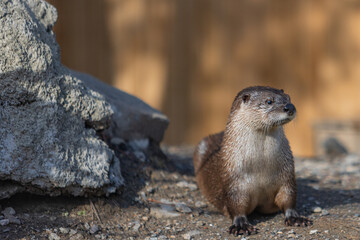 North American River Otter (Lontra Canadensis) Closeup Portrait.	