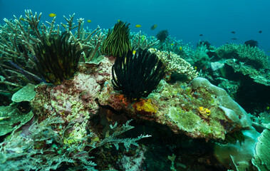 Soft and hard corals and fish in the underwater life of the oceans.