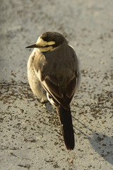 ハクセキレイの後ろ姿