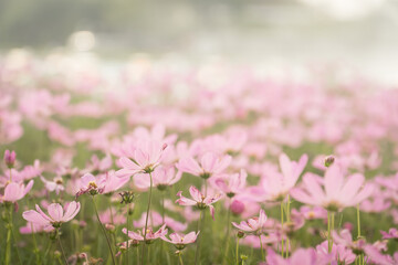 Obraz premium Pink cosmos flowers in the field with bokeh blurred background.