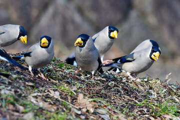 黄色い大きな嘴が目立つ渡り鳥で、冬に雑木林や公園で見られる身近なイカル