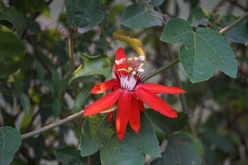 Passion flower