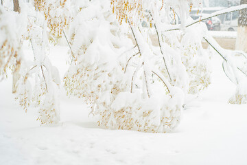 Acacia branches covered with snow. Southern, heat-loving plant freezes in cold climates. Background with winter landscape.