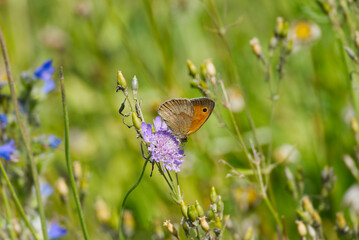 Meadow brown (maniola jurtina) butterfly perched on purple flower in Zurich, Switzerland