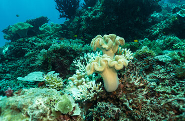 Corals and fish in the underwater life of the oceans.