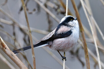 公園で見られる身近な自然のアイドル、かわいい小鳥、エナガ