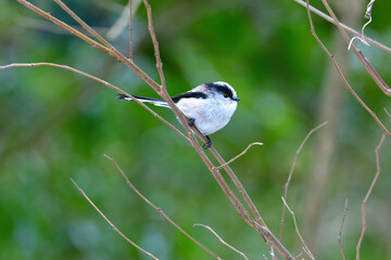 Fototapeta premium 公園で見られる身近な自然のアイドル、かわいい小鳥、エナガ