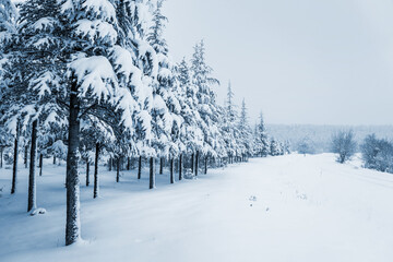 Winter landscape in the forest - 568793501