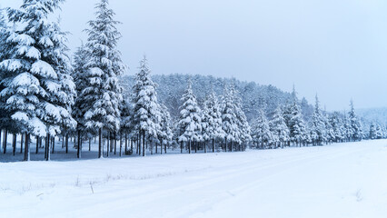 Winter landscape in the forest - 568793548