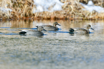 川や公園等、冬の水辺で見られるシックな羽をまとったオカヨシガモ