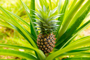 Pineapples growing on a plantation close-up. Pineapple harvest in tropical countries. Fresh tropical fruits.