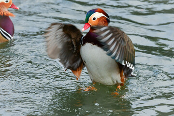 オレンジや紫など色鮮やかな羽衣をまとったとても美しい野鳥、オシドリ