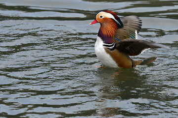 オレンジや紫など色鮮やかな羽衣をまとったとても美しい野鳥、オシドリ