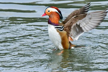 オレンジや紫など色鮮やかな羽衣をまとったとても美しい野鳥、オシドリ