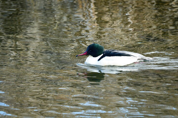 冬に川や湖で見られる大きな水鳥、シックな美しいカモの仲間、カワアイサ