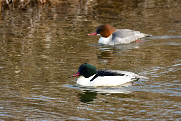 冬に川や湖で見られる大きな水鳥、シックな美しいカモの仲間、カワアイサ